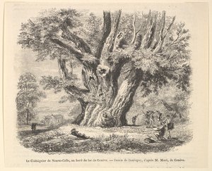 Le Châtaignier de Neuve-Celle, aan de oever van het Meer van Genève, naar Daubigny door Unbekannt