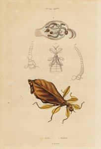 Bladinsect en zeenaaktslak