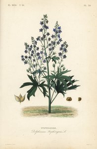 Luizenbestrijder of stavesacre, Delphinium staphisagria, Staphisaigre