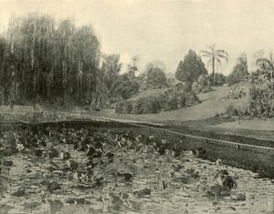 Lelievijver, Brisbane Botanische Tuinen, 1901 door Unbekannt