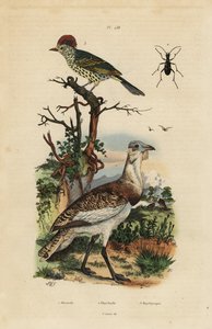 Kleine bruine trap, Eupodotis humilis, en scherpbek, Oxyruncus cristatus door Unbekannt
