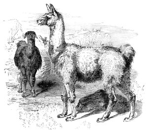 Lama