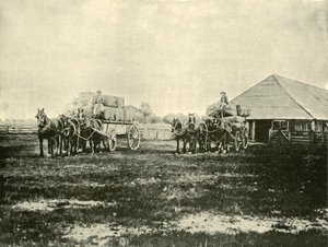 Wol laden, Warrawooh Station, Wimmera, 1901 door Unbekannt