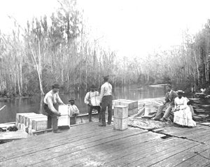 Laden van sinaasappels aan de Ocklawaha River, Florida, VS, ca. 1900 door Unbekannt