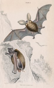 Langoorvleermuis Plectorus auritus, 1828