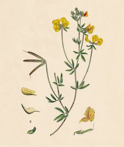 Lotus tenius. Slanke rolklaver, 19e eeuw