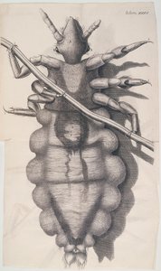 Luis die zich vastklampt aan een mensenhaar in Hookes Micrographia, 1665 door Unbekannt