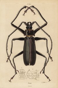 Macrotoma hayesii kever