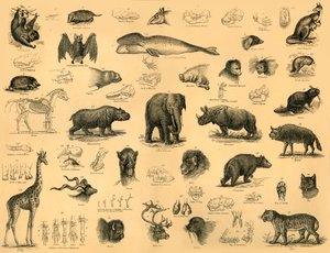 Zoogdieren, ca. 1910