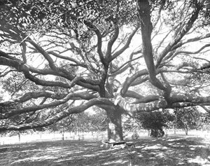 Mammoet Live Oak, nabij Jacksonville, Florida, VS, ca. 1900