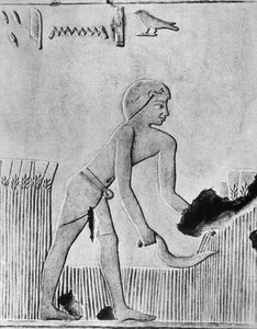 Man die gerst maait met een sikkel, waarschijnlijk van hout met vuursteen, Oud-Egyptisch, ca. 240 v.Chr. door Unbekannt