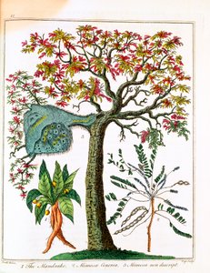 Mandragora, gevoelige plant en acacia, ca. 1795 door Unbekannt