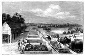 Indigo vervaardigen in Tirhoot Muzaffarpur, Neder-Bengalen, 1869