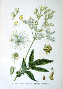 Moerasspirea, 1893