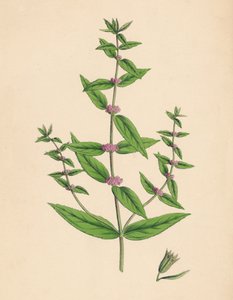Mentha gracilis, var. genuina. Slanke Munt