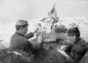 Boodschapperduiven worden vrijgelaten aan het front, Eerste Wereldoorlog, 1915 door Unbekannt