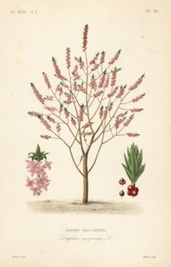 Peperboompje of spurge laurier, Daphne mezereum, Daphne bois-gentil door Unbekannt
