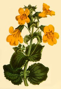 Apenbloem, 1812, 1944