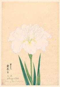 Maan van de Koude Nacht (Shimoyo no Tsuki), Nr. 38, ca. 1910 door Unbekannt