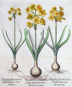 Narcissen, 1613 door Unbekannt