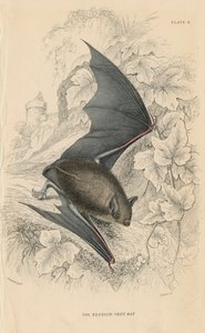 Natterers vleermuis Myotis nattereri, 1828