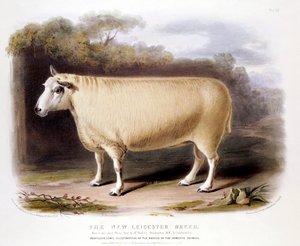 New Leicester Dishley ram, 1842 door Unbekannt