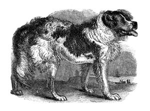 Newfoundland hond