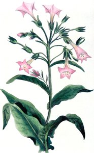 Nicotiana tabacum - tabaksplant, 1823 door Unbekannt