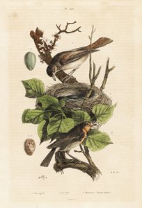 Nachtegaal, nest en ei, en roodborstje, ei