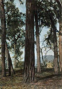 Nouvelle-Guinee. Le Bois De Fer, Papoea-Nieuw-Guinea - IJzerhoutbomen, 1900