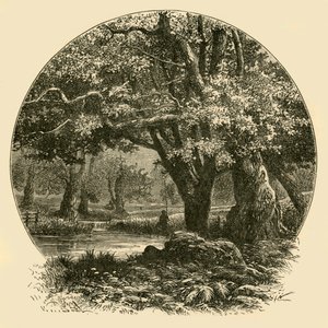 Eiken bij Bradgate