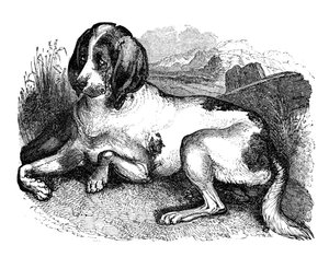 Oude Engelse hond, 1848