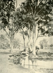 Oude Gums, Mt. Crawford, Zuid-Australië, 1901 door Unbekannt