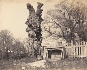 Oude boom bij Chatham