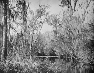 Op Governors Creek, Ocklawaha River, Florida, ca. 1897