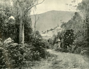 Op de Illawarra Road, N.S.W. door Unbekannt