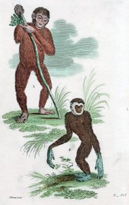 Orang-Oetan en Gibbon, 1822 door Unbekannt