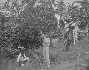 Sinaasappels plukken in Jamaica, 19e eeuw