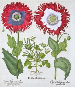 Sierpapavers