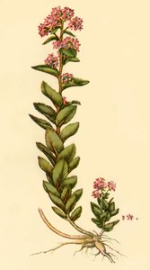 Orpine, 1777, 1944