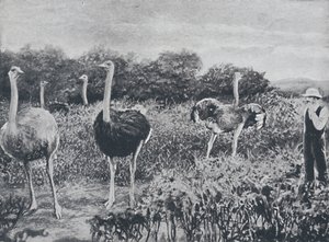 Struisvogels, 1924 door Unbekannt