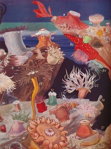 Meer dan vijftig soorten zeeanemonen, 1935
