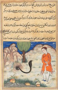 Pagina uit Verhalen van een papegaai Tuti-nama: Zevenendertigste nacht: De prins..., c. 1560 door Unbekannt