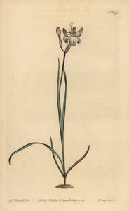 Geschilderde bloemige ixia, Ixia fucata