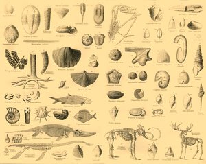 Paleontologie, ca. 1910