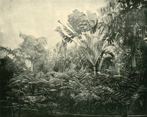 Palm- en varen eiland, Botanische Tuinen, Brisbane, 1901 door Unbekannt