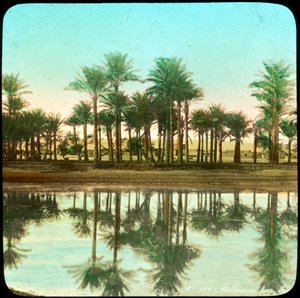Palmbomen weerspiegeld in water, India, late 19e of vroege 20e eeuw
