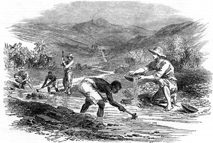 Goudzoeken tijdens de Californische Goudkoorts van 1849 door Unbekannt