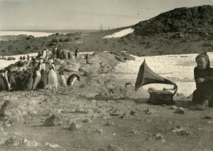 Pinguïns luisteren naar de grammofoon tijdens de zomer, 1908, 1909 door Unbekannt