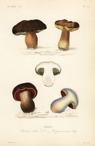 Eekhoorntjesbrood of porcini paddenstoel, Boletus edulis, en de giftige boleet, Suillellus luridus